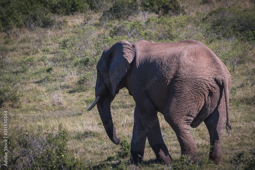 Fototapeta premium elefante