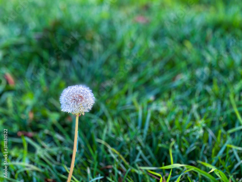 Dandelion with green background