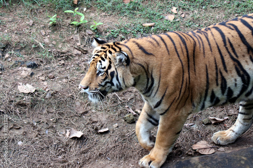 Tiger photographed in the Zoo. Tiger is resting the public at Nandankanan Zoological Park. photo