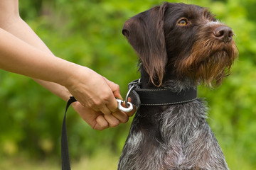 hands of owner take the dog on a leash
