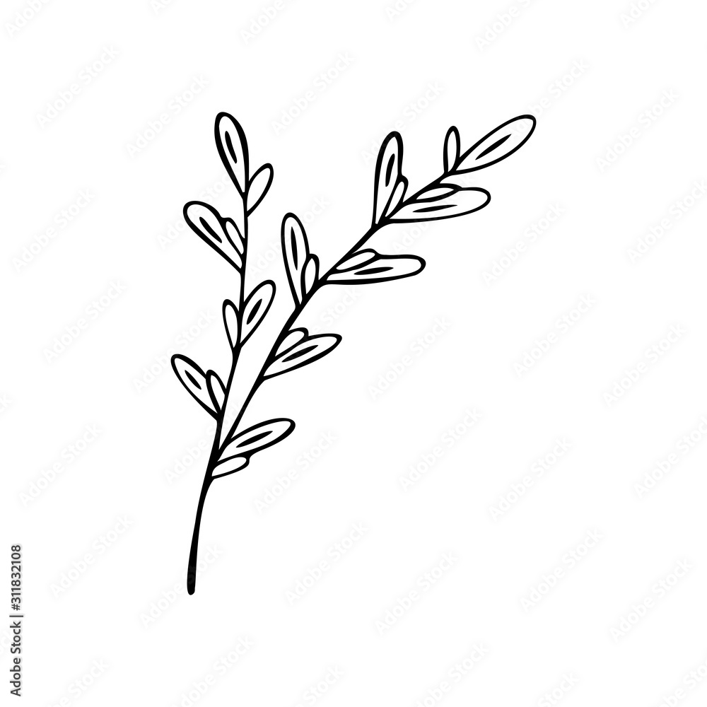 Single hand drawn herbal element. Doodle, simple outline illustration.