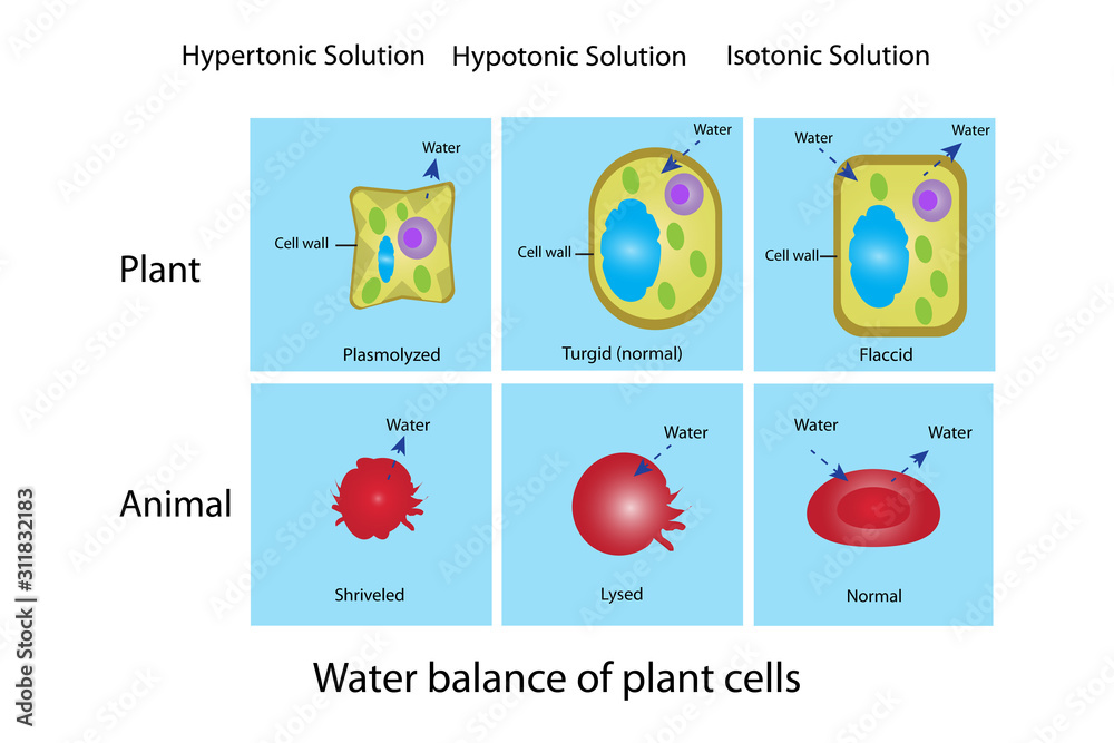 water balance of animal and plant tissue Stock Illustration | Adobe Stock