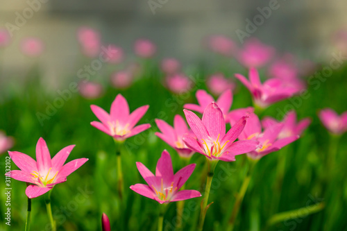 Beautiful little pink Rain lily petals on fresh green linear leaf  pretty tiny vivid corolla blooming under morning sunlight  petite groundcover plant for landscape design  know as Rainflower
