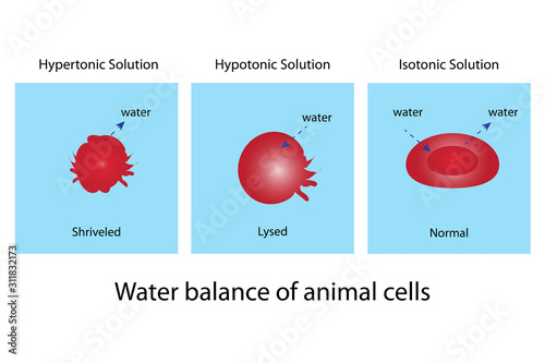 water balance of animal cell