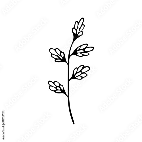 Single hand drawn herbal element. Doodle, simple outline illustration.