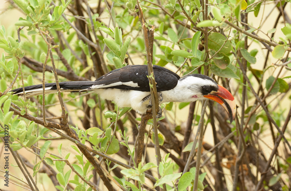 Fototapeta premium Von der Decken's Hornbill