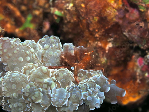 The amazing and mysterious underwater world of Indonesia, North Sulawesi, Manado, orangutan crab