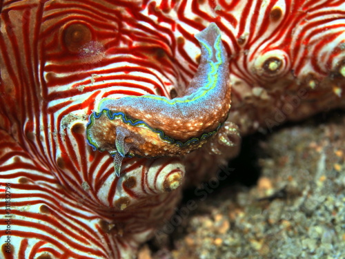 The amazing and mysterious underwater world of Indonesia, North Sulawesi, Manado, sea slug on cucumber © vodolaz