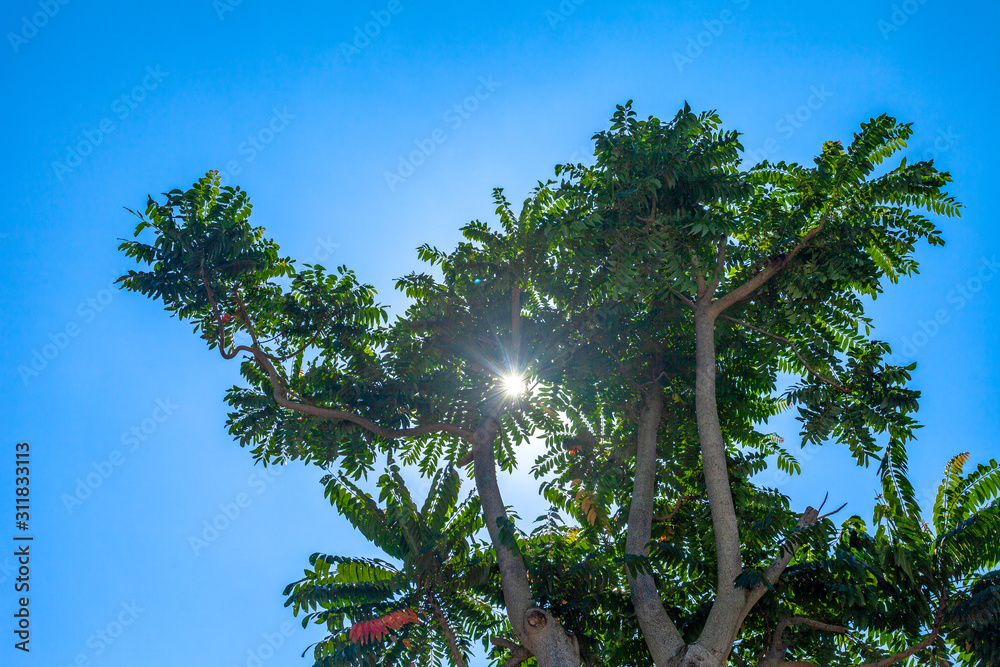 sun shine through the tree in blue sky near by Thai style house.