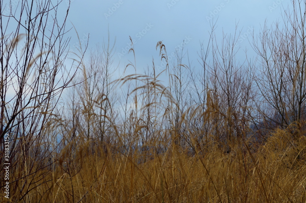 Obraz premium field of wild grass blowing and waving in the wind with bright sunlight
