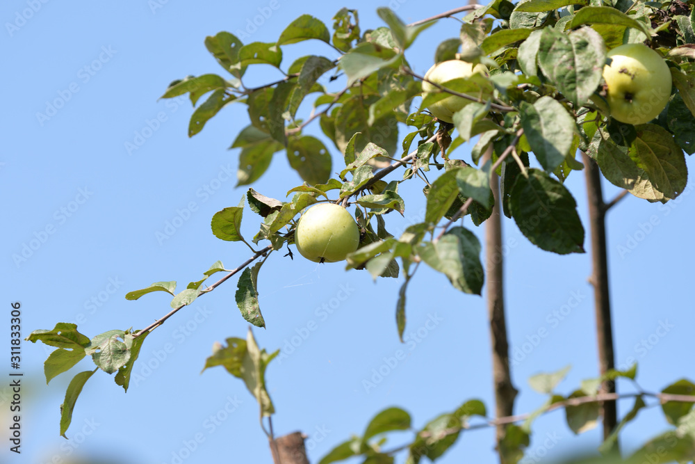 Green apples on a tree branch in a summer garden on a sunny day