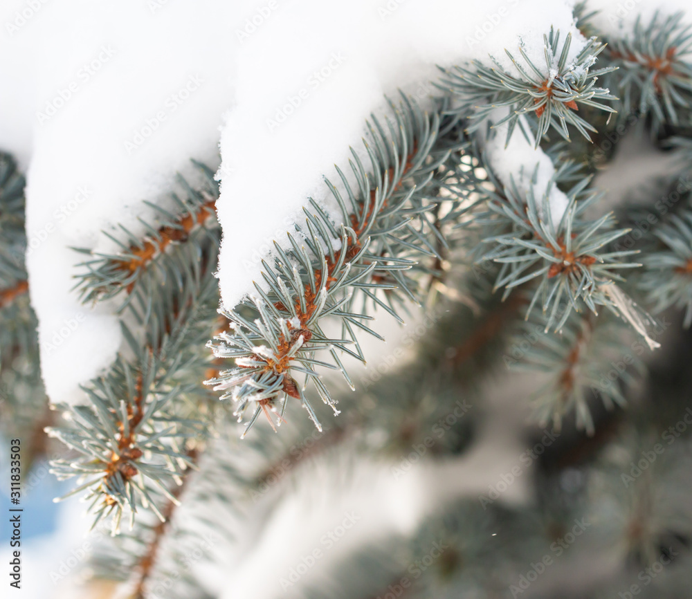 snow on pine branches snow on pine branches