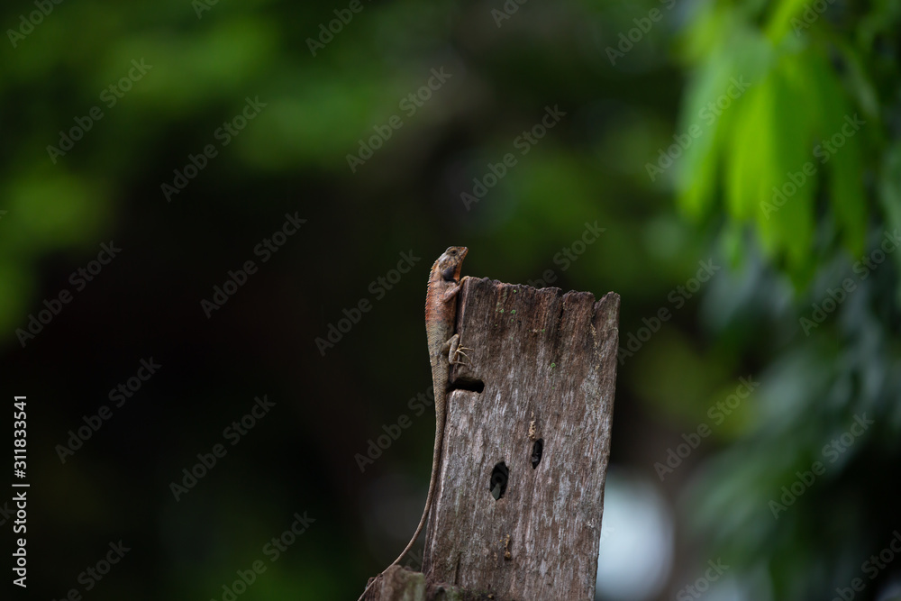 Brown thai lizard