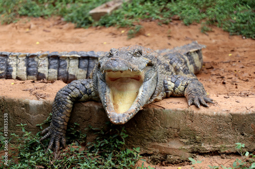 фотографія Crocodile in Nandankanan zoological Park in Orissa, India