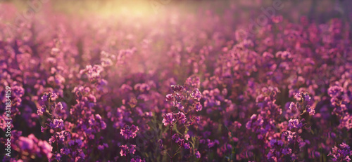 Evening summer meadow with the beautiful purple wildflowers in the sunset