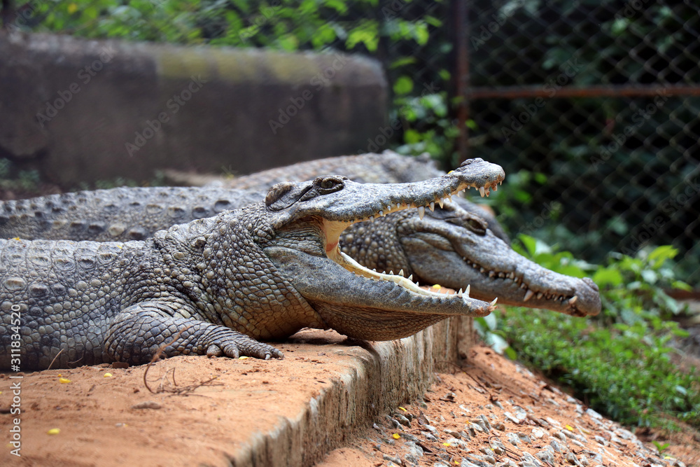 Fototapeta premium Crocodile in Nandankanan zoological Park in Orissa, India. Nandankanan is 15 kms from Odisha`s capital, Bhubaneswar. Crocodile in the zoo.