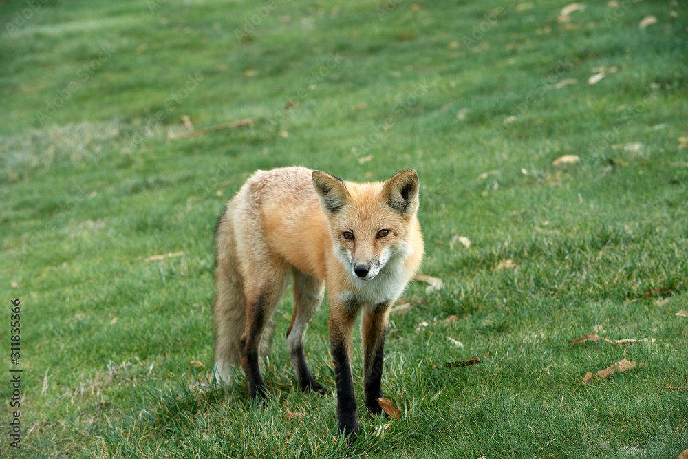 red fox in grass red fox in grass