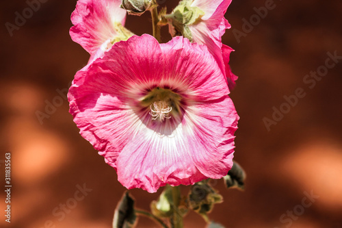 flower in garden
