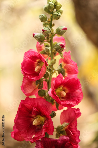 bouquet of flowers