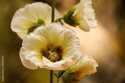 white iris flower