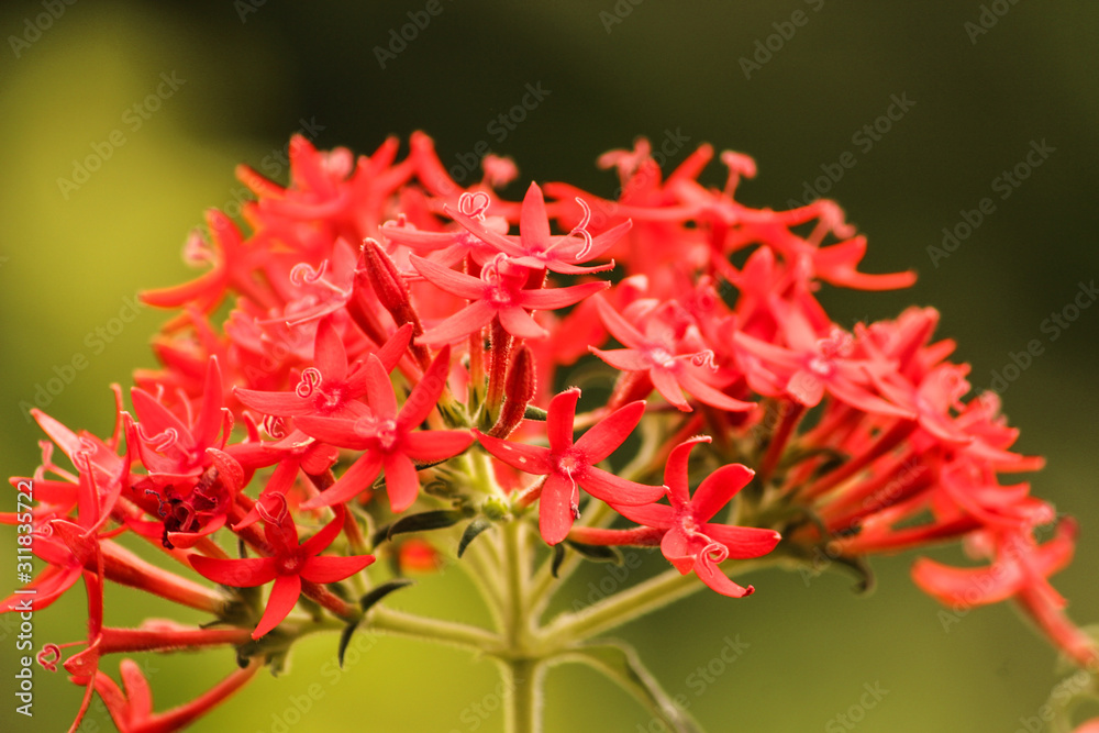 red flower red flower