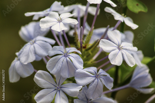 Purple Flower