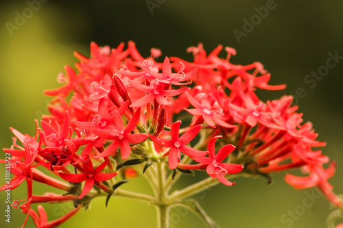 red flower