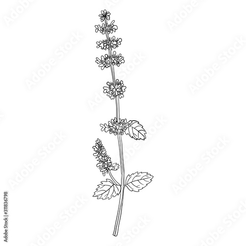 vector drawing lemon balm flower