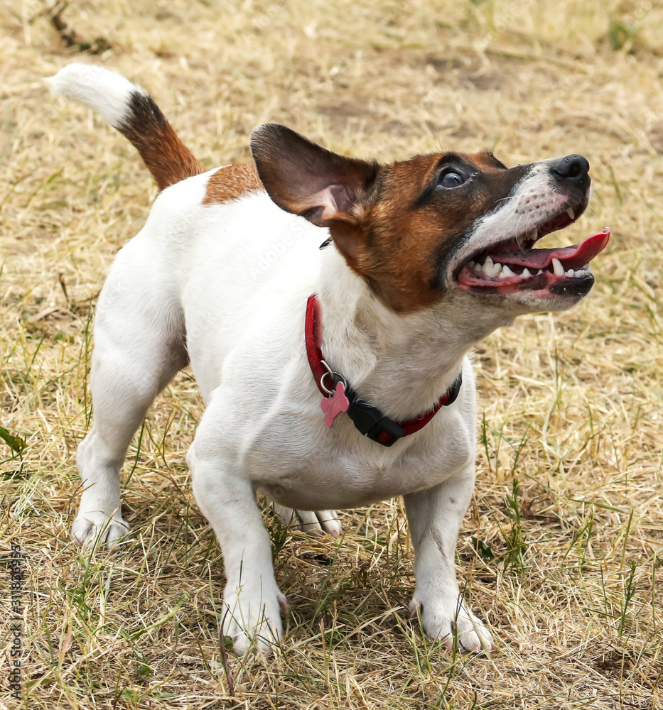 Portrait of a dog in nature