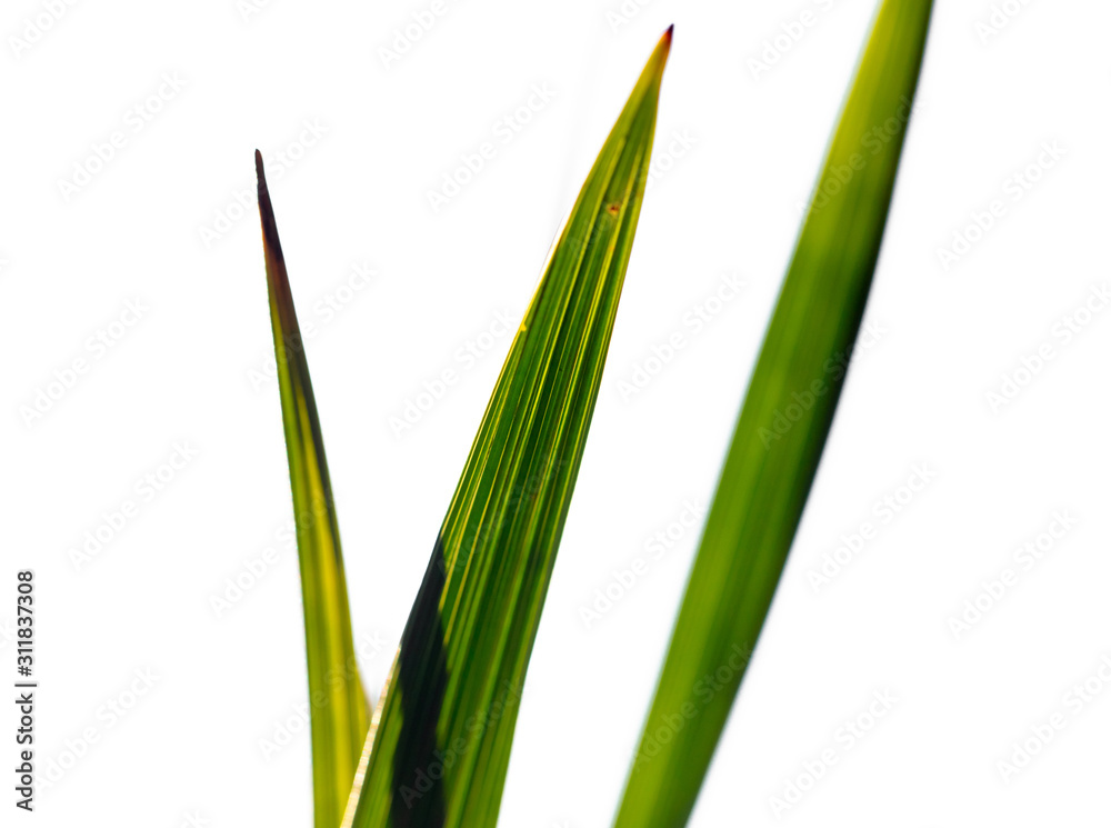 Fototapeta premium Green leaves of a date palm tree as background