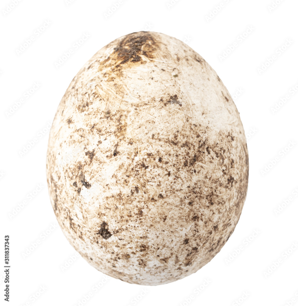 Fresh chicken eggs in poop on a white background Fresh chicken eggs in poop on a white background