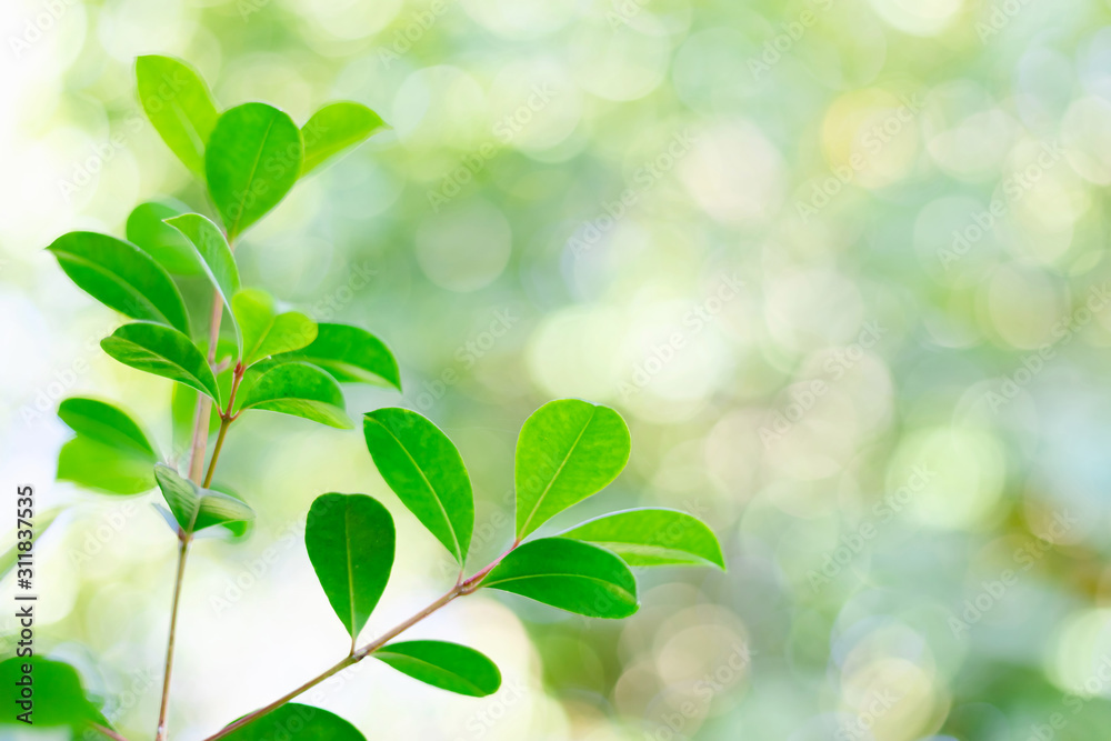 Close Up nature view of green leaf on blurred greenery background in garden