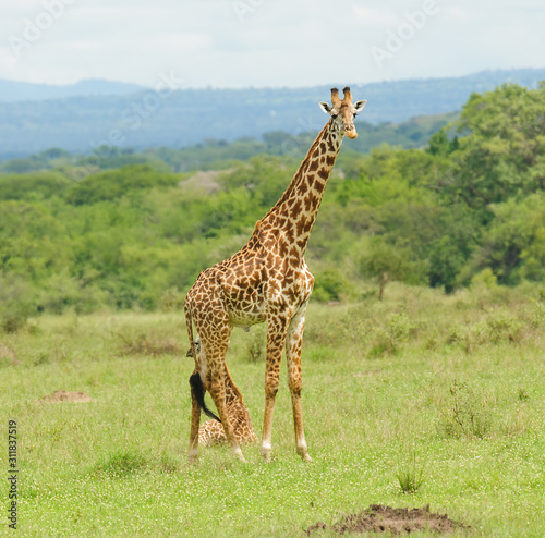 Closeup of Masai Giraffe gaurding young while it rests(Giraffa camelopardalis tippelskirchi or 