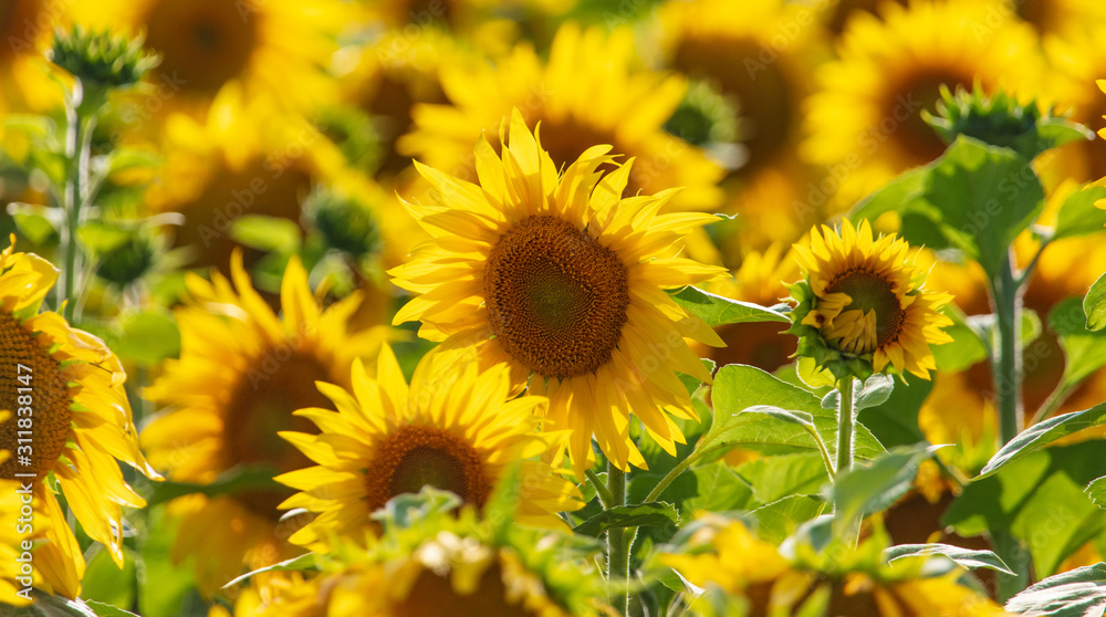 Sunflowers grow in the field Sunflowers grow in the field