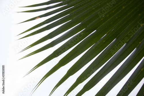 leaf of palm tree © Ricardo