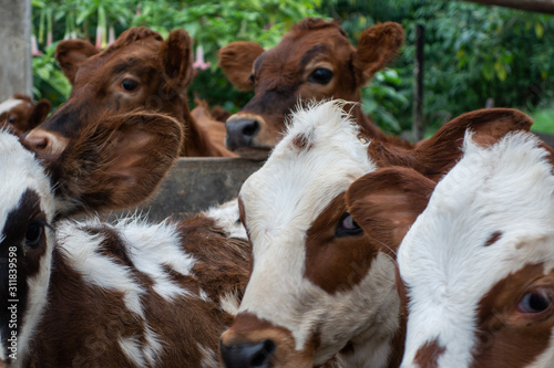 calves in farm 