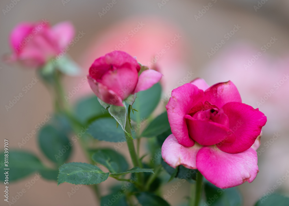 roses roses
