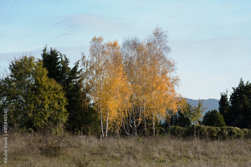 Yellow autumn birch trees among the green trees