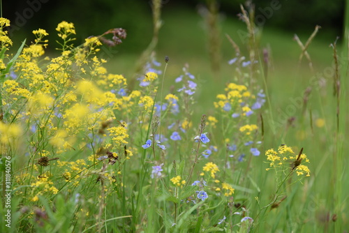 Fototapeta Naklejka Na Ścianę i Meble -  yellow flowers in green grass
