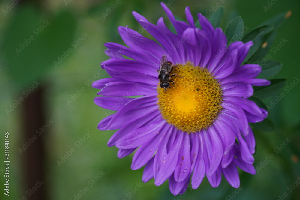 Obraz premium bee on a flower