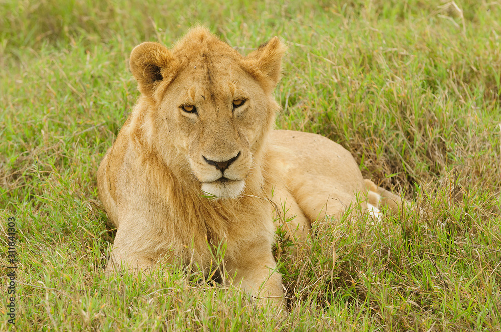 Closeup of a young male Lion ( Panthera leo) in the Serengeti National park, Tanzania Closeup of a young male Lion ( Panthera leo) in the Serengeti National park, Tanzania