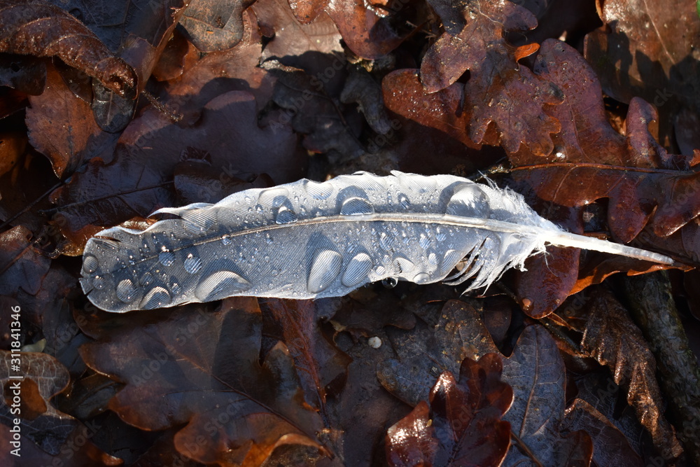 Feather covered with raindrops and lays on a bed of dead leaves