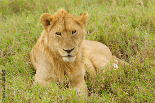 Closeup of a young male Lion    Panthera leo   in the Serengeti National park  Tanzania