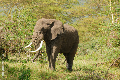 Closeup of African Elephant  Loxodonta africana  in the Ngorogoro National park  Tanzania