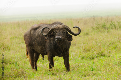 Closeup of Buffalo (scientific name: Syncerus caffer or 
