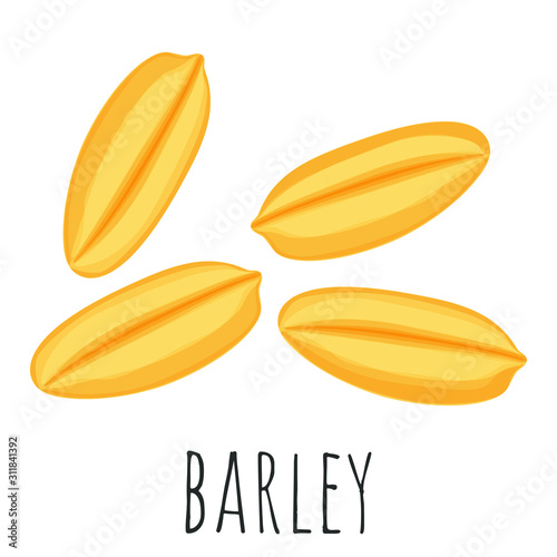 Barley wheat grain isolated illustration, cartoon style vector clip-art.