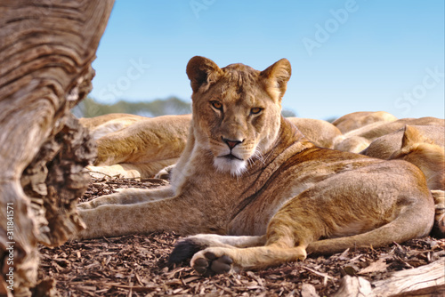 A female lion lying on its right side looking over its shoulder toward the camera. Behind are visible a number of sleeping lions.