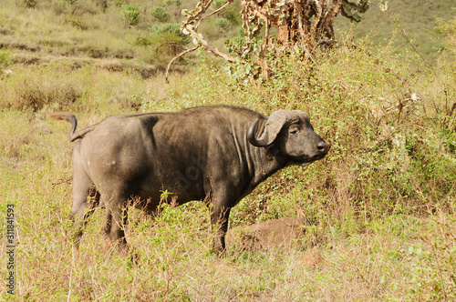 Closeup of Cape Buffalo (scientific name: Syncerus caffer or 