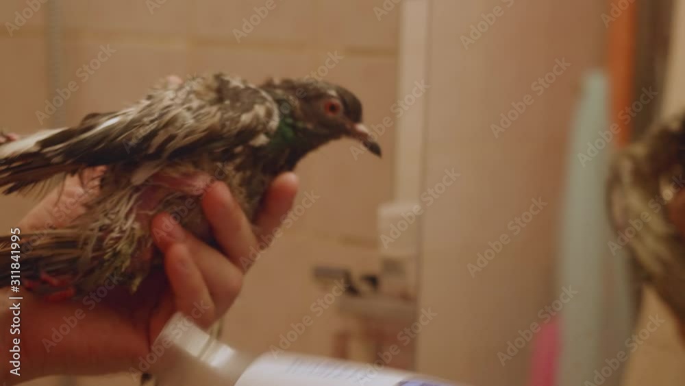 Man holds adopted pigeon and dries it with hairdrier.