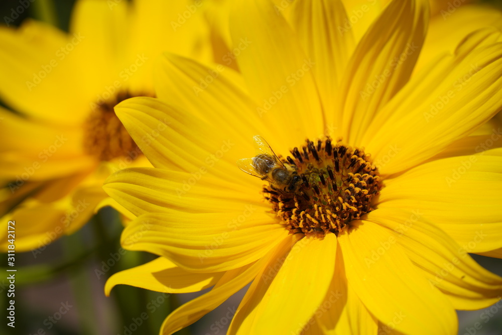 bee on yellow flower bee on yellow flower
